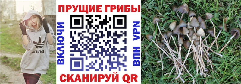 дарнет шоп  Катайск  площадка клад  Галлюциногенные грибы Psilocybe 